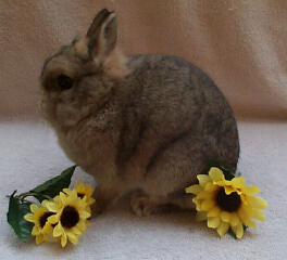 nellie2.jpg